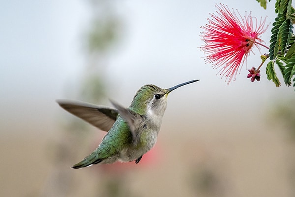 Costa's Hummingbird